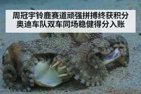 周冠宇铃鹿赛道顽强拼搏终获积分 奥迪车队双车同场稳健得分入账